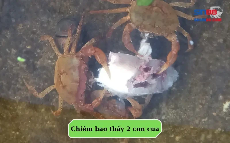 Có nên lo lắng khi mơ thấy cua? Những con số phải biết để phát tài 2 Chiêm bao thấy 2 con cua