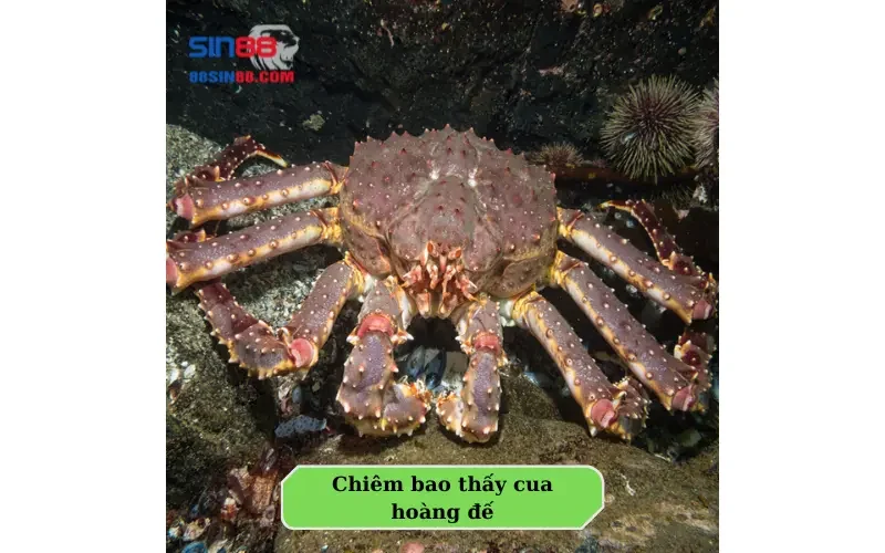 Có nên lo lắng khi mơ thấy cua? Những con số phải biết để phát tài 5 Chiêm bao thấy cua hoàng đế