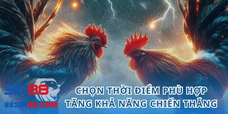 Tổng Hợp Các Kinh Nghiệm Đá Gà Cựa Dao Chất Lượng Tại SIN88 3 Chọn thời điểm phù hợp tăng khả năng chiến thắng