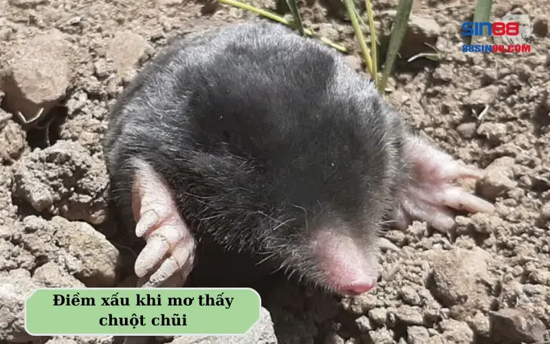 Những điều cần phải biết khi nằm mơ thấy chuột! 4 Điềm xấu khi mơ thấy chuột chũi