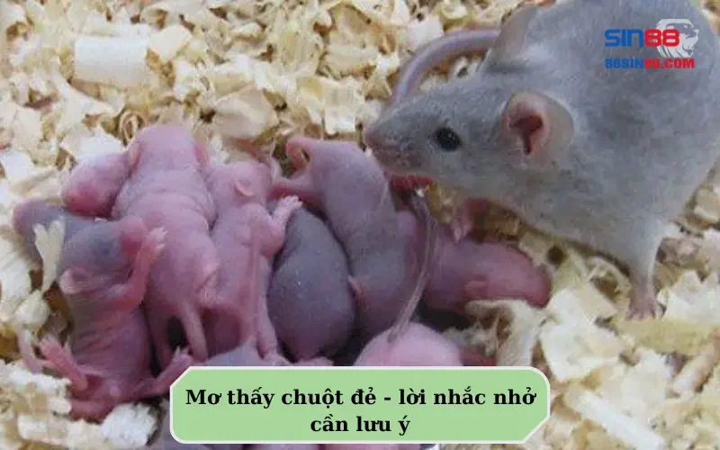 Những điều cần phải biết khi nằm mơ thấy chuột! 6 Mơ thấy chuột đẻ - lời nhắc nhở cần lưu ý