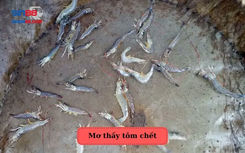 Mơ thấy tôm là điềm báo tốt hay xấu? Những con số may mắn liên quan 3 Mơ thấy tôm chết