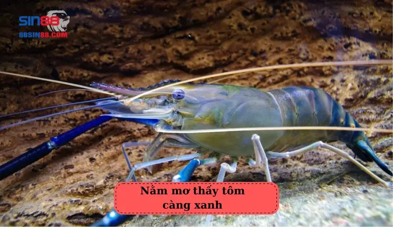 Mơ thấy tôm là điềm báo tốt hay xấu? Những con số may mắn liên quan 4 Nằm mơ thấy tôm càng xanh