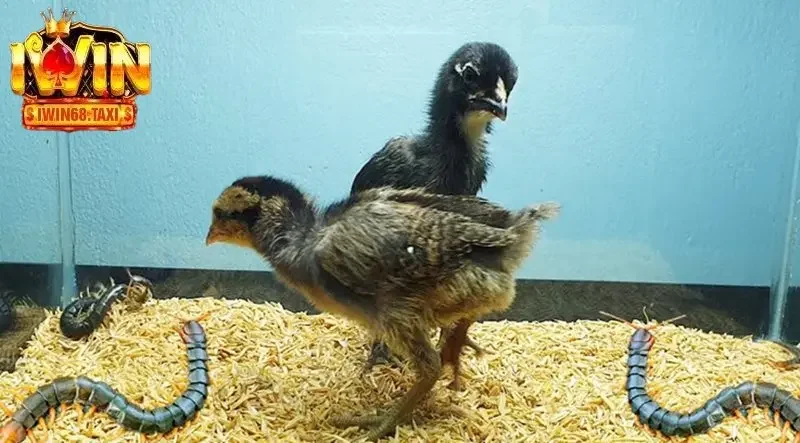 Mơ Thấy Rết Điểm Báo Lành Hay Dữ Và Đánh Lô Để Bao Nhiêu? 4 Phân tích qua giấc mộng gà đang mổ con rết