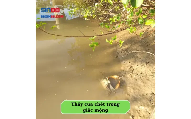 Có nên lo lắng khi mơ thấy cua? Những con số phải biết để phát tài 4 Thấy cua chết trong giấc mộng