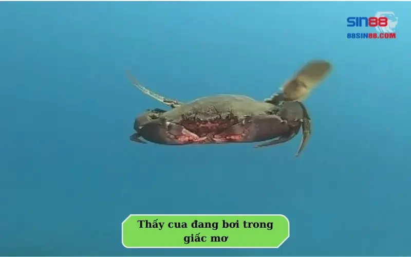 Có nên lo lắng khi mơ thấy cua? Những con số phải biết để phát tài 3 Thấy cua đang bơi trong giấc mơ